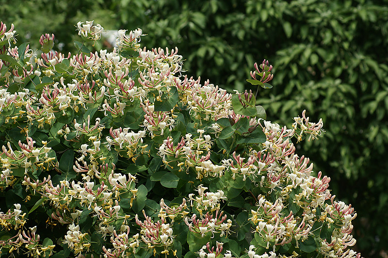 Изображение особи Lonicera caprifolium.