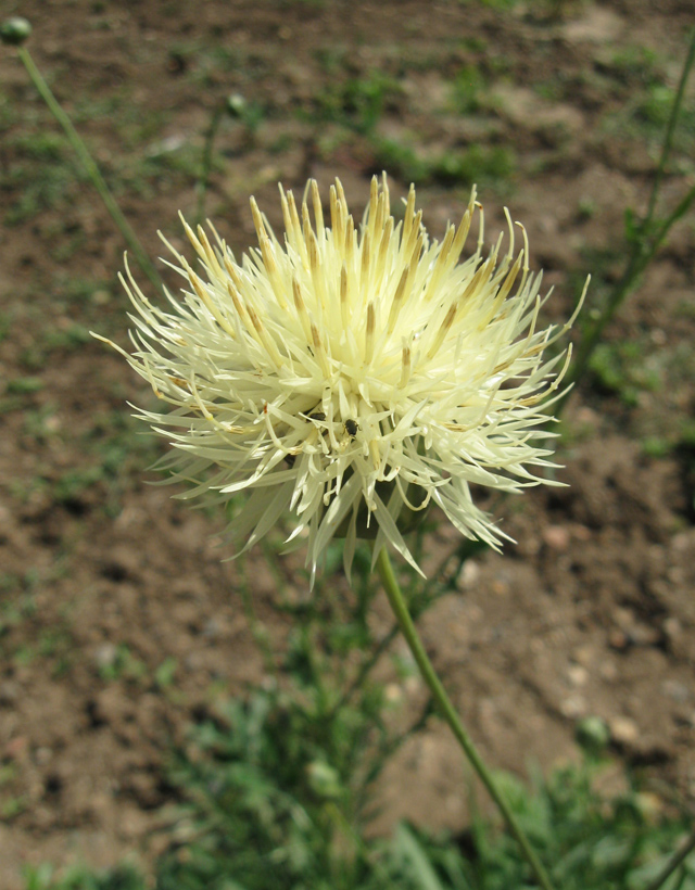 Image of Rhaponticoides taliewii specimen.