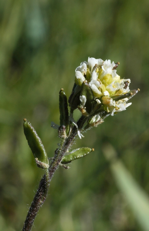 Изображение особи Draba parviflora.