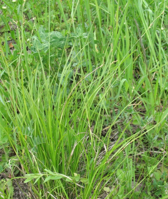 Изображение особи Carex rhizina.