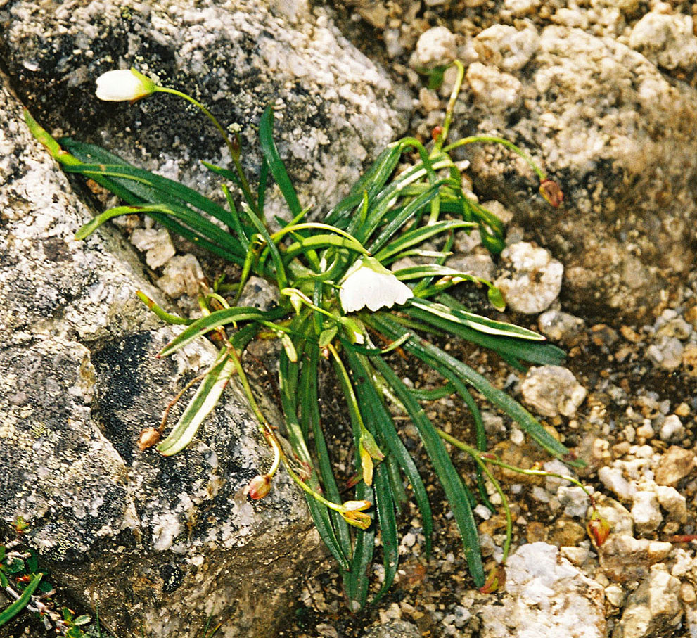 Изображение особи Claytonia eschscholtzii.