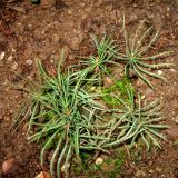 Pinus koraiensis