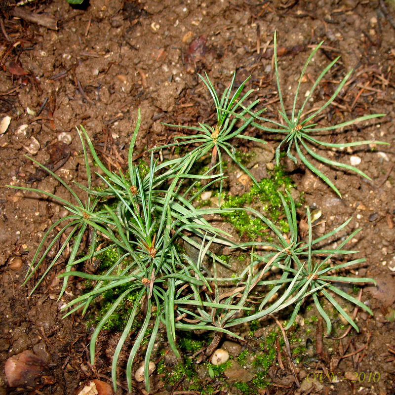 Изображение особи Pinus koraiensis.