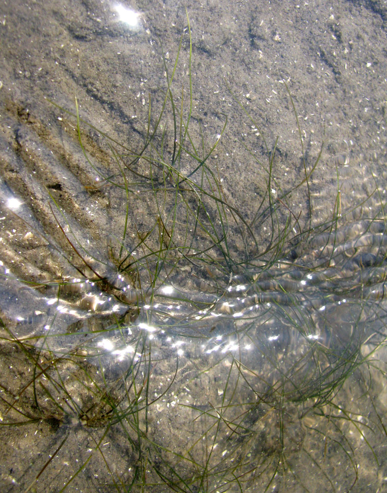 Image of Althenia filiformis ssp. orientalis specimen.