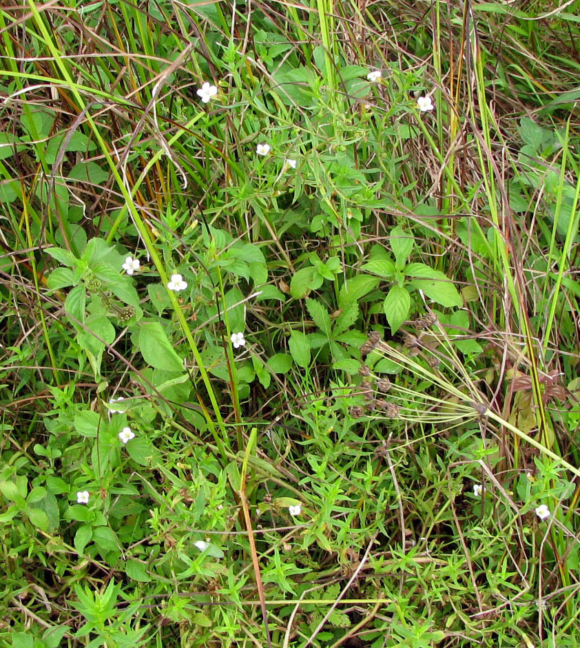 Изображение особи Gratiola officinalis.