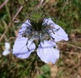 Nigella gallica