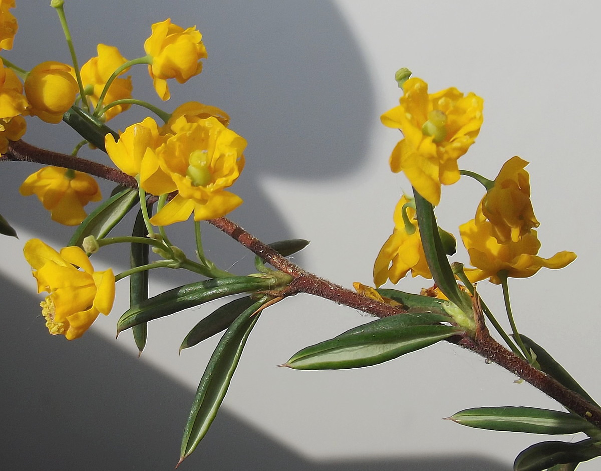 Image of Berberis × stenophylla specimen.