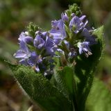 Veronica officinalis. Соцветия на верхушке растения (диаметр цветков до 7 мм). Киев, Святошинский лес. 6 июня 2008 г.