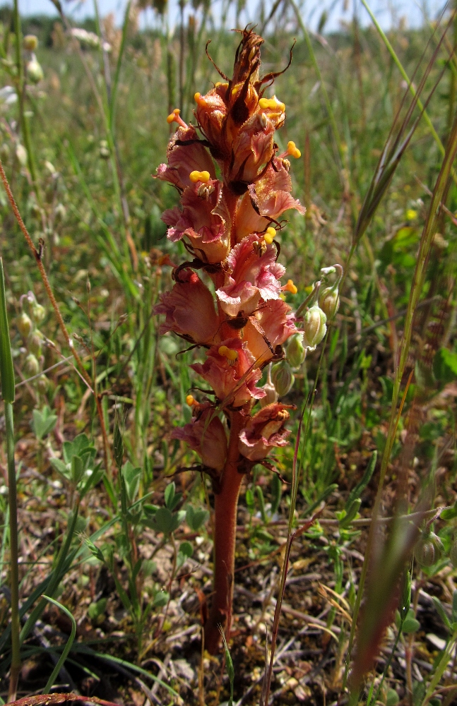 Изображение особи Orobanche gracilis f. hians.