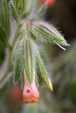 Onosma dichroantha. Повреждённый цветок. Южный Казахстан, хр. Боролдайтау, ущ. Бозторгай. 02.06.2010.