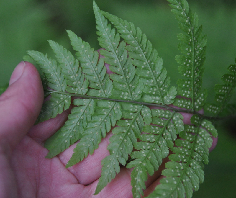 Изображение особи Dryopteris expansa.