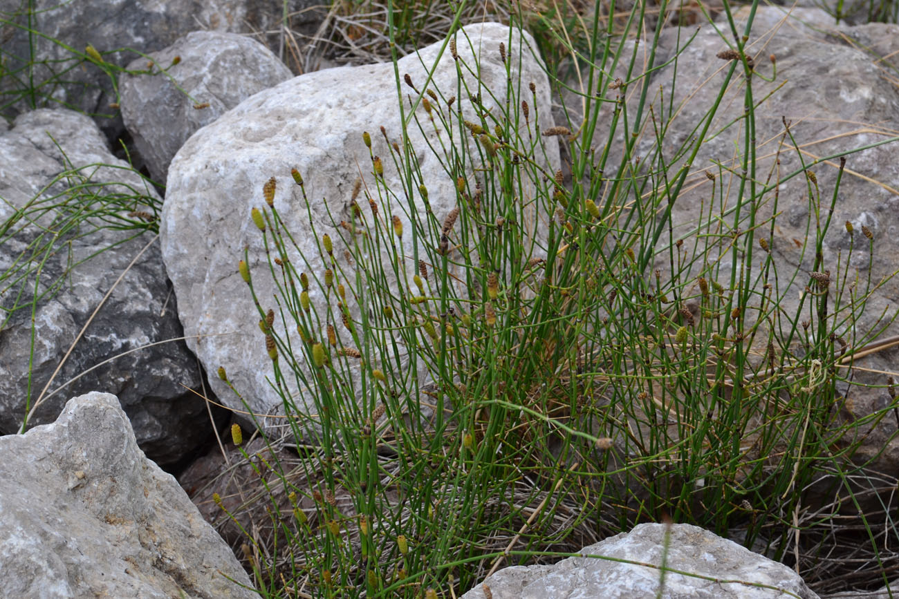 Изображение особи Equisetum ramosissimum.