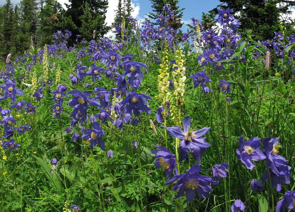 Изображение особи Aquilegia glandulosa.