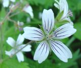 Geranium krylovii