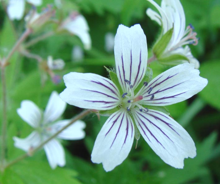 Image of Geranium krylovii specimen.