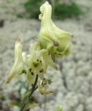 Aconitum ranunculoides. Цветки. Якутия, окр. пос. Чульман, руч. Локучакит. 20.07.2012.