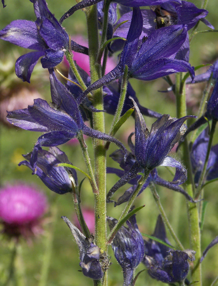 Изображение особи Delphinium pyramidatum.