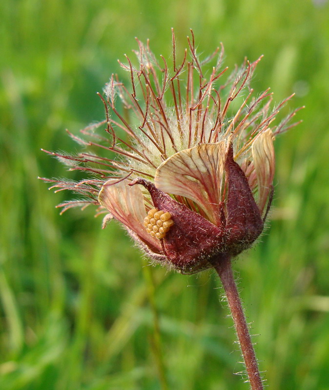Изображение особи Geum rivale.