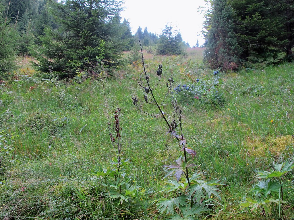 Image of Aconitum moldavicum specimen.