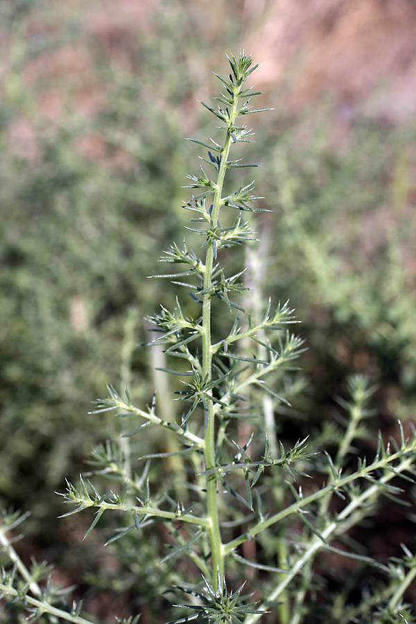 Изображение особи род Salsola.