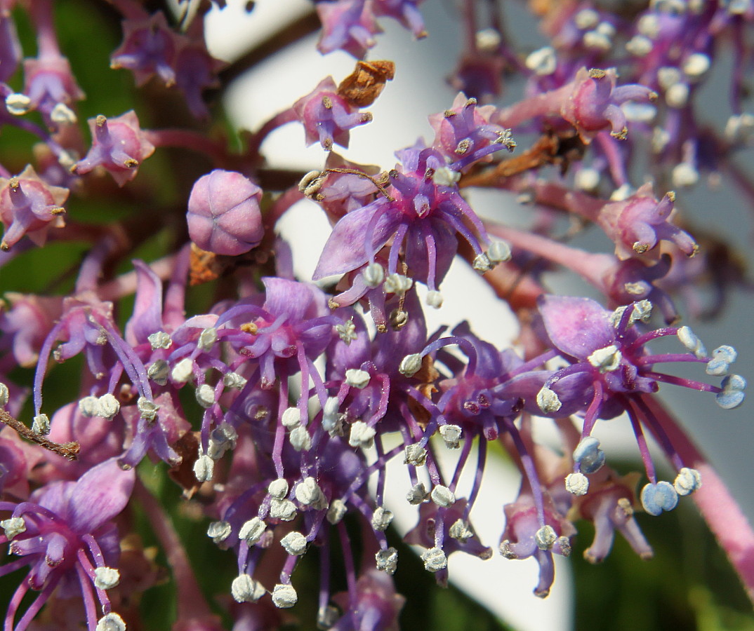 Изображение особи Hydrangea macrophylla.