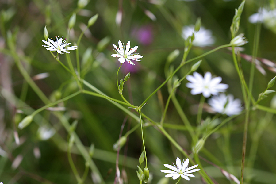 Изображение особи Stellaria graminea.