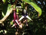 Fuchsia excorticata