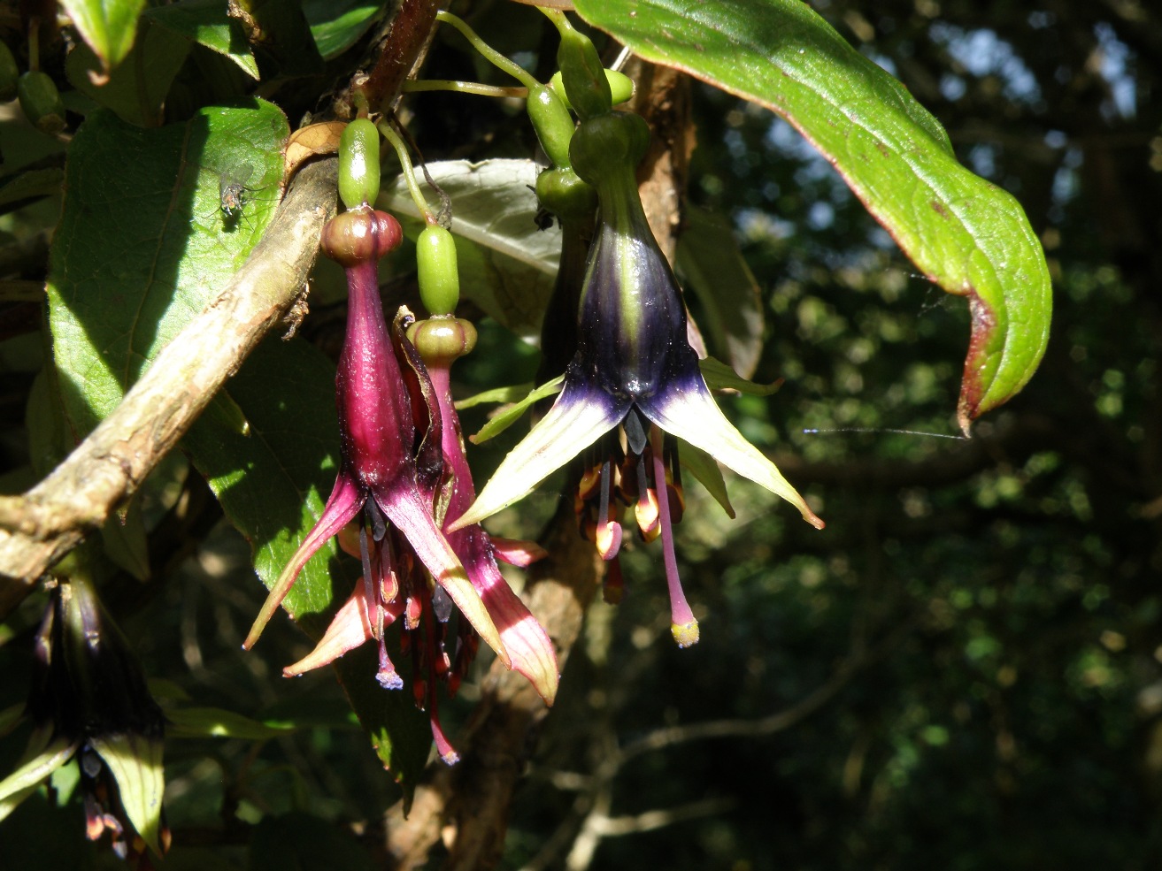 Изображение особи Fuchsia excorticata.