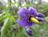 Solanum dulcamara