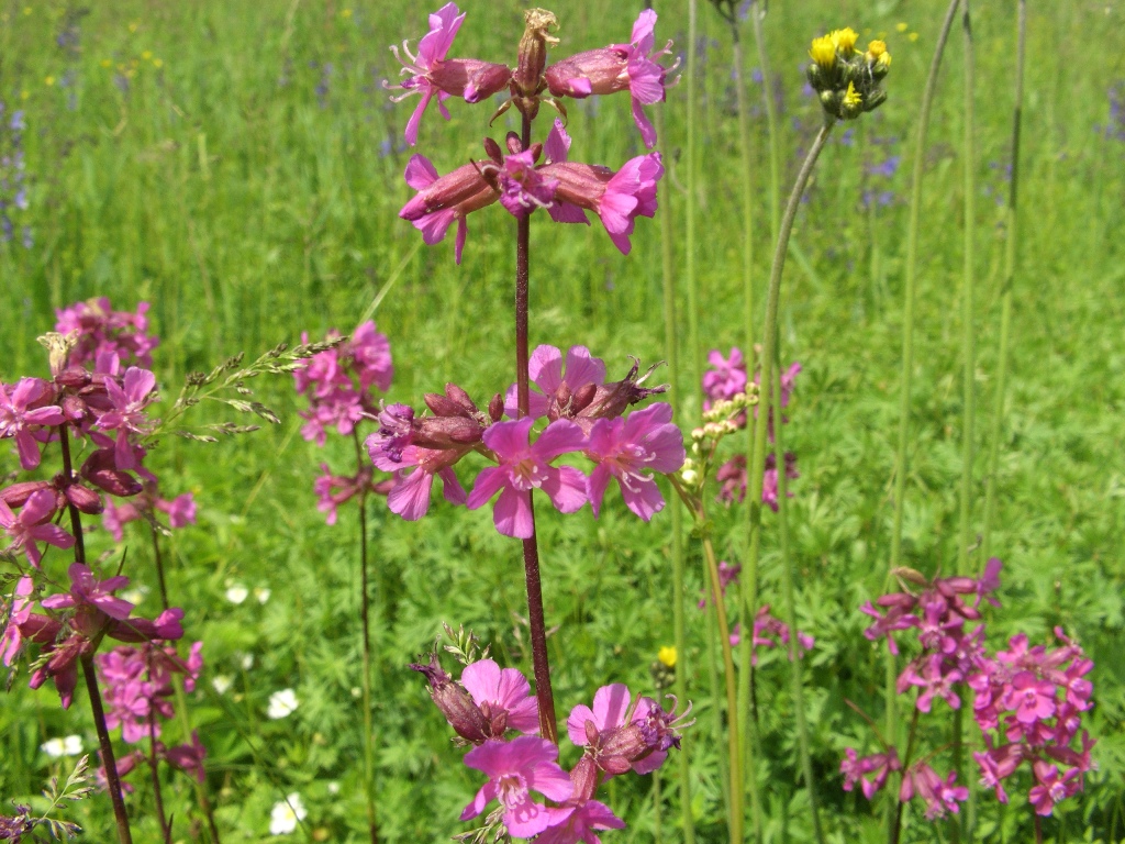 Изображение особи Viscaria vulgaris.