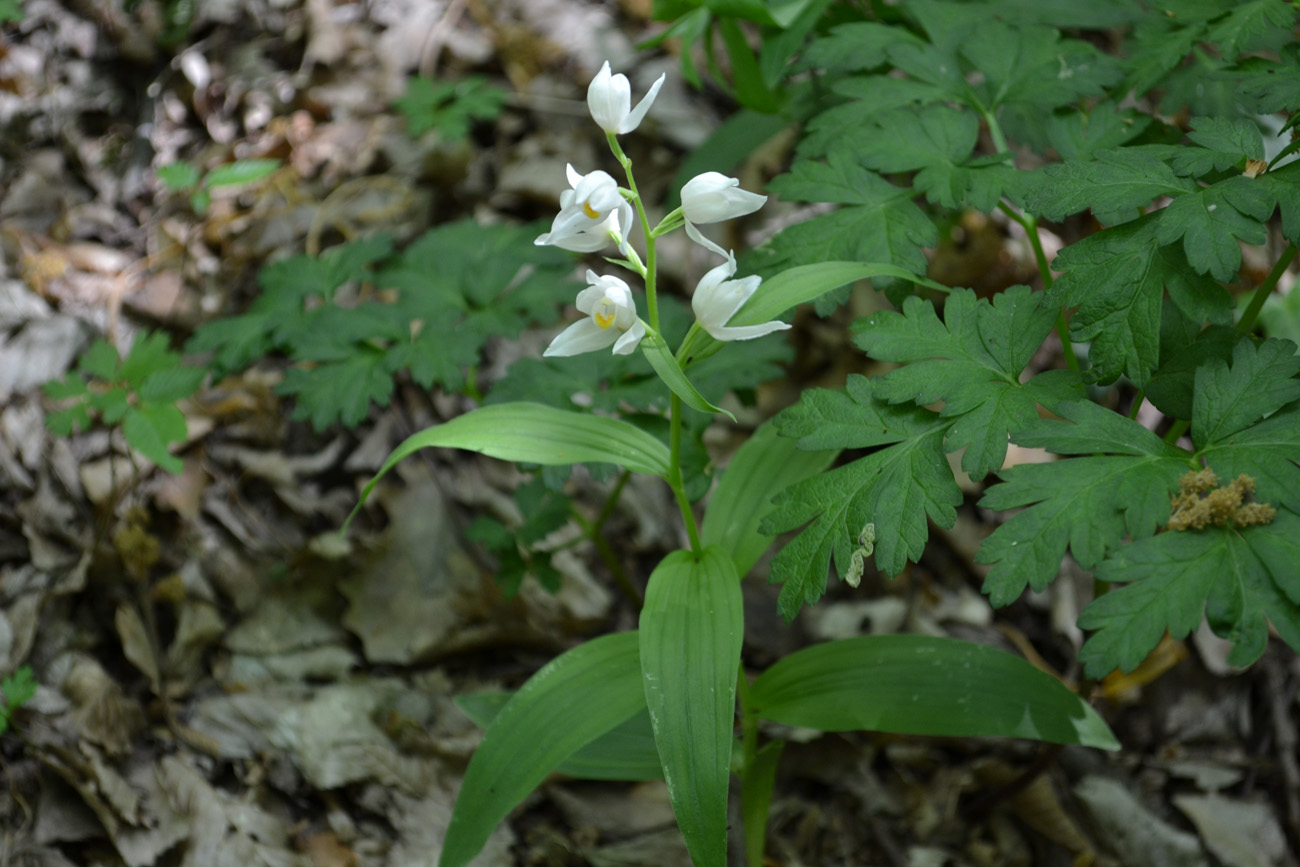 Изображение особи Cephalanthera longifolia.