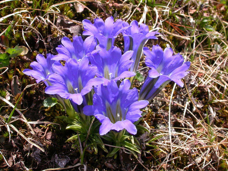 Image of Gentiana grandiflora specimen.