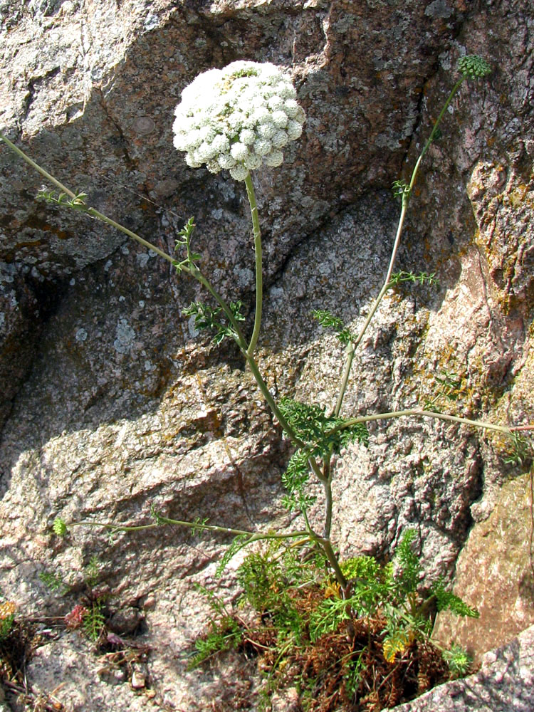 Image of genus Seseli specimen.