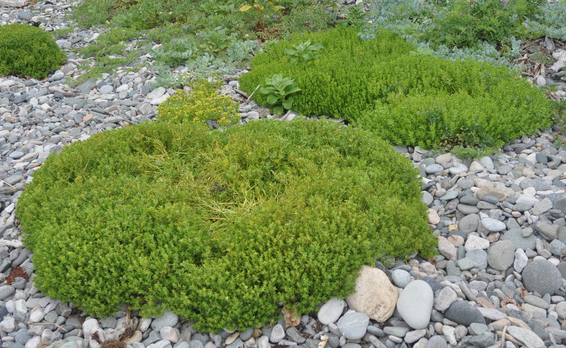 Изображение особи Honckenya peploides ssp. major.