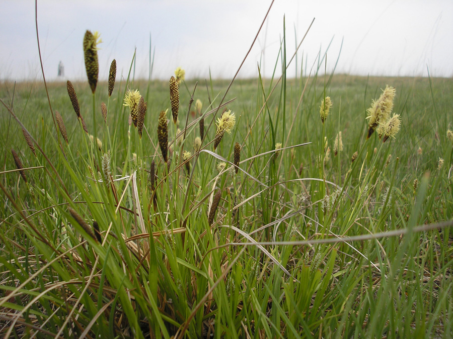 Изображение особи Carex distans.