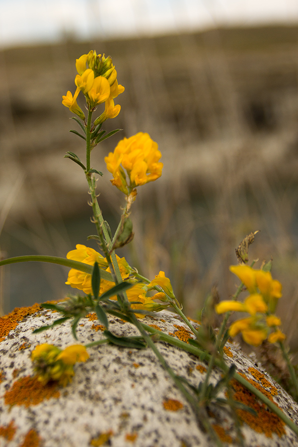 Image of Medicago falcata specimen.