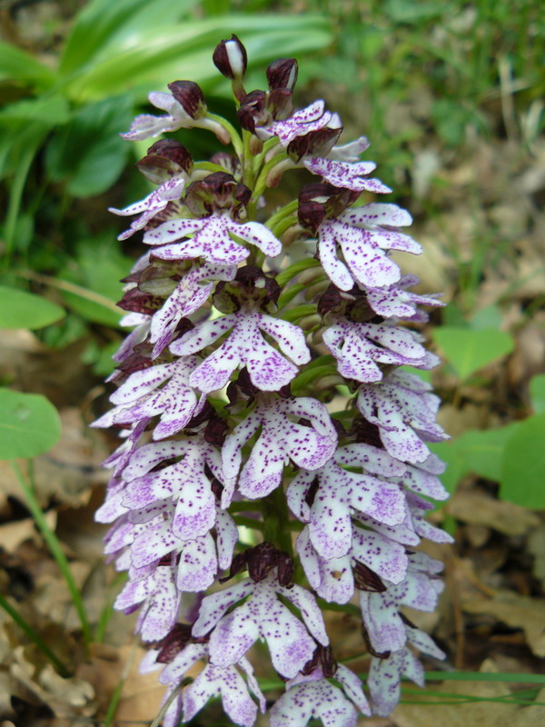 Image of Orchis purpurea specimen.