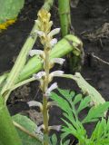 Orobanche cumana