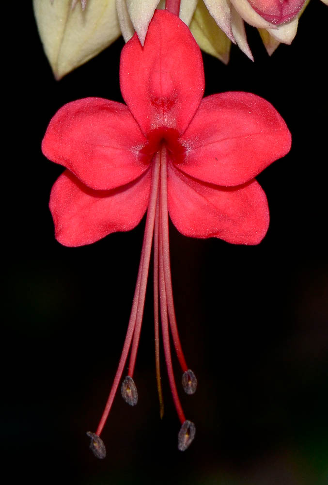 Image of Clerodendrum thomsoniae specimen.