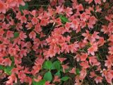 Rhododendron kaempferi