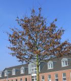 Quercus palustris. Покоящееся молодое дерево с прошлогодней листвой. Германия, г. Кемпен, в озеленении улицы. 22.03.2013.