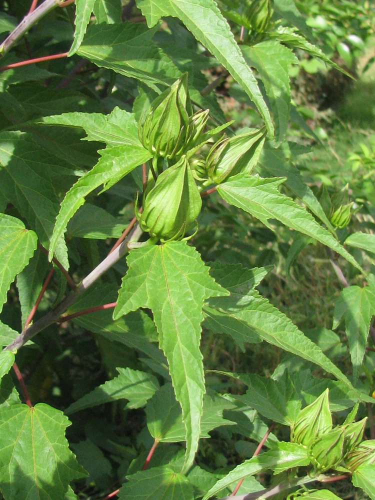 Image of genus Hibiscus specimen.