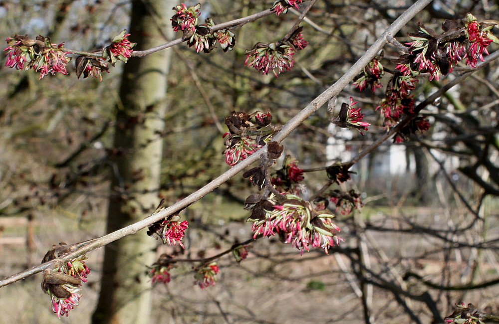 Изображение особи Parrotia persica.