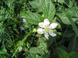 genus Rubus