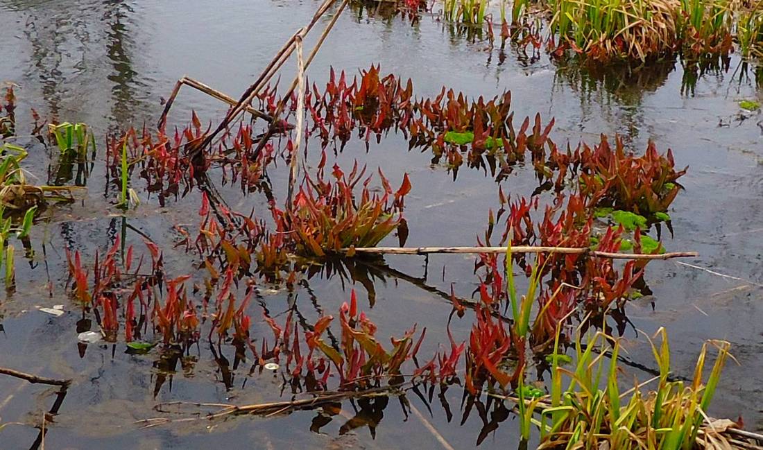 Image of genus Rumex specimen.