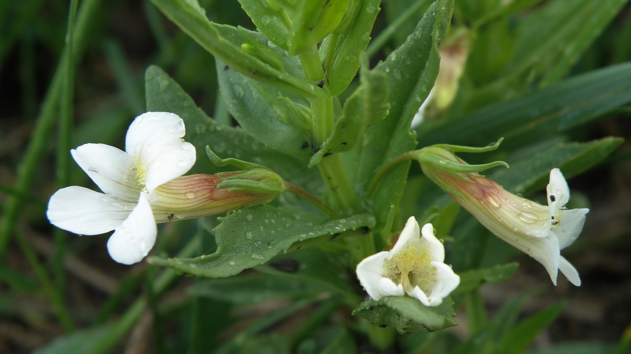 Изображение особи Gratiola officinalis.