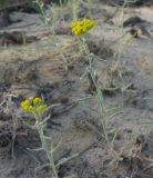 Achillea micrantha