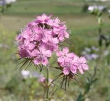 Dianthus pseudarmeria. Верхушка цветущего растения. Ростовская обл., Куйбышевский р-н, окр. с. Лысогорка, меловой склон. 28.05.2013.