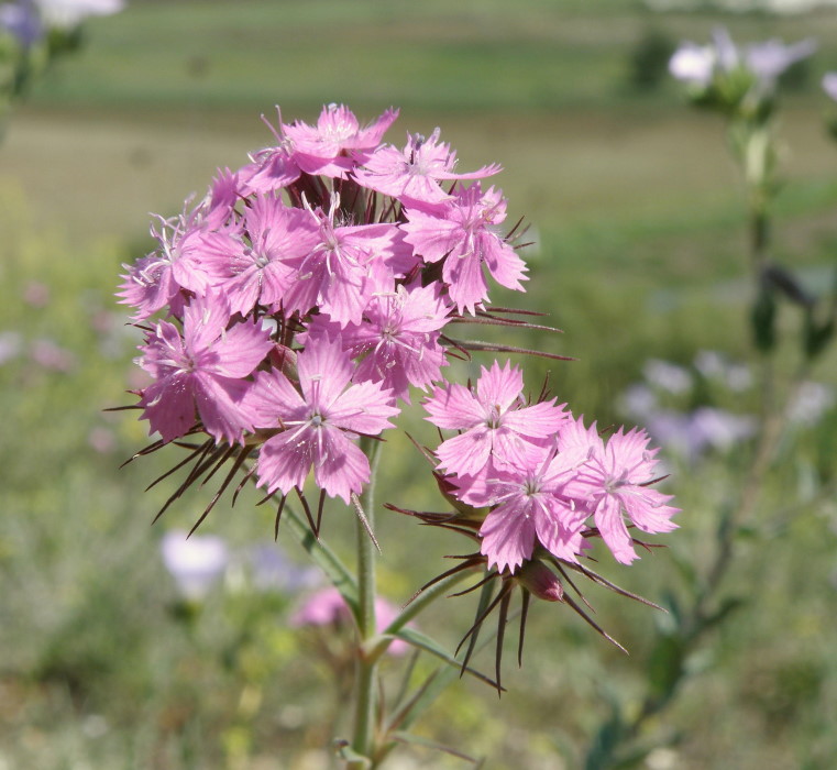 Image of Dianthus pseudarmeria specimen.