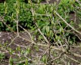 Chionanthus virginicus